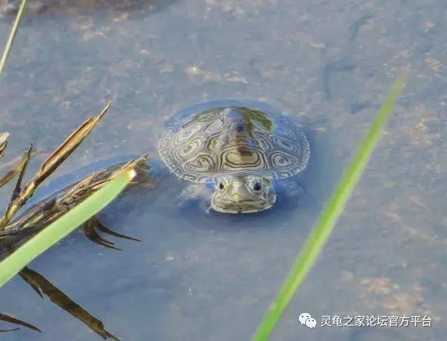 生活于沼泽里的钻石龟