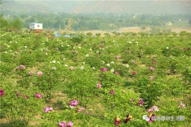 是临洮紫斑牡丹最早的种植繁育基地