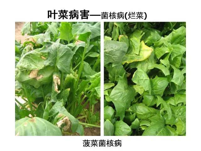 常见蔬菜病虫害高清图谱识别