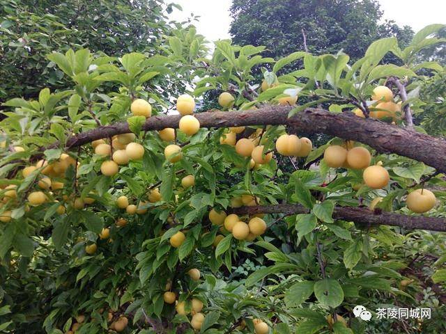 很黄很暴力的湖南茶陵农村独有的特产水果—小梅李,你吃过了吗?