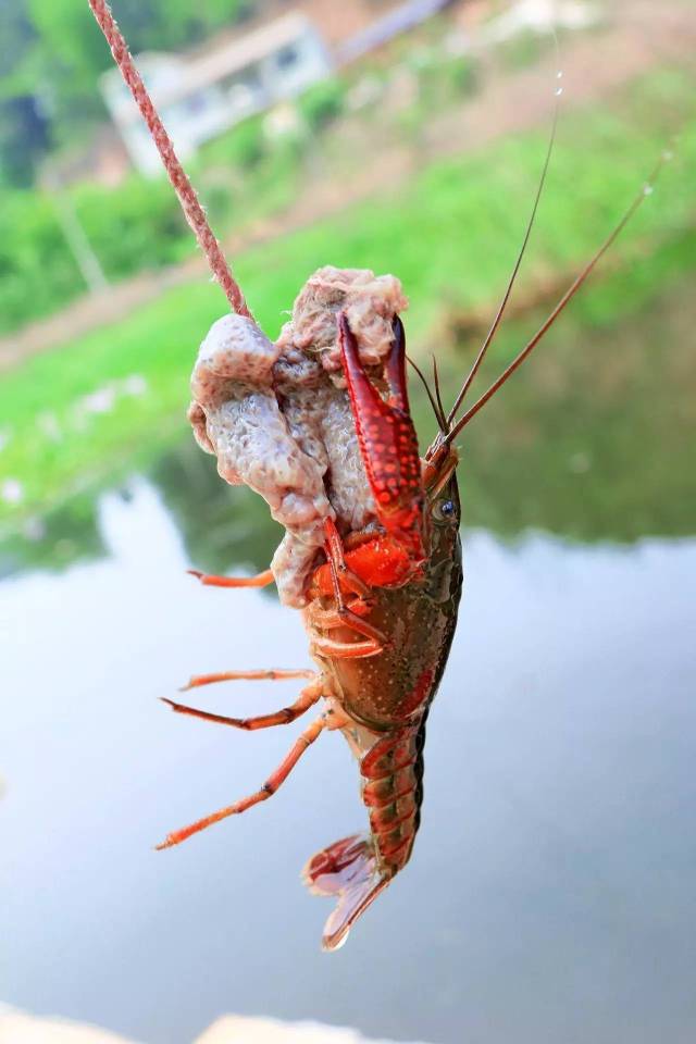 拉出水面 如果在内脏的旁边再绑上一块棉花 那夹在上面的小龙虾是绝对