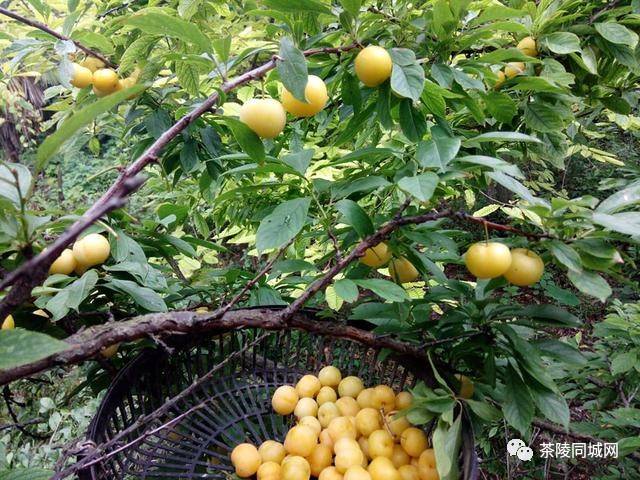 很黄很暴力的湖南茶陵农村独有的特产水果—小梅李,你