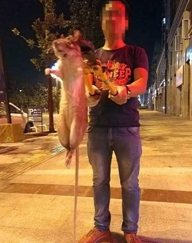据网友爆料: 高县一市民抓到一只大老鼠,约整个身子约1.