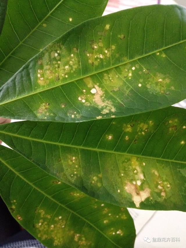 发财树叶斑病的发病原因: 该病为真菌病害,由一种叶点霉引起,当然