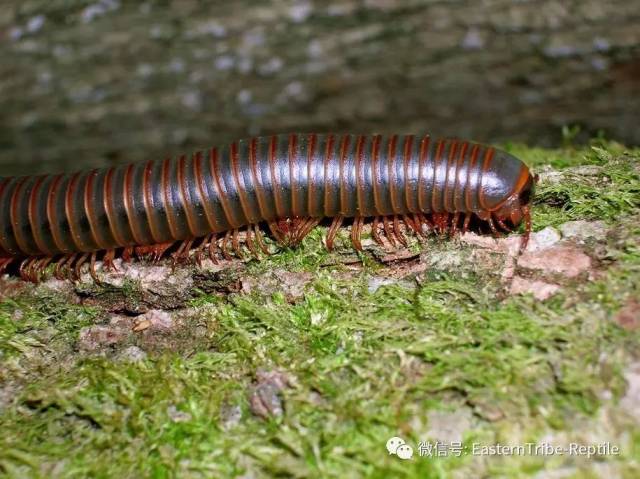 【东邪图鉴"移动的珠宝 常见千足虫/马陆(millipede)完全