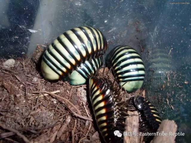 【东邪图鉴"移动的珠宝 常见千足虫/马陆(millipede)完全