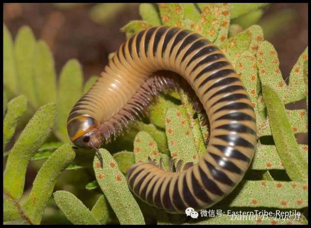 【东邪图鉴】"移动的珠宝" ··· 常见千足虫/马陆(millipede)完全