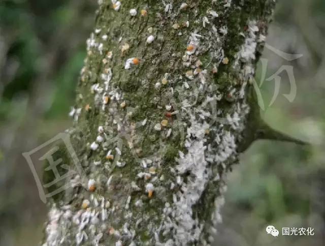 技术花椒蚧壳虫及其防治技术