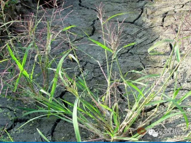 63种水稻田杂草都认得么?