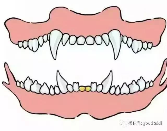 岁,下颌第一门齿磨损向前方倾斜