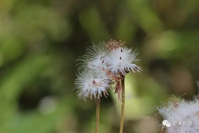 一年蓬的种子