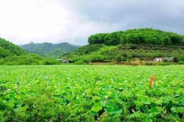 阳春岗美镇荷花正当时!周末来了,这免费的美景还不约起?