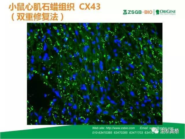 【技语】免疫荧光组织化学技术要点与常用抗体简介(简约版)