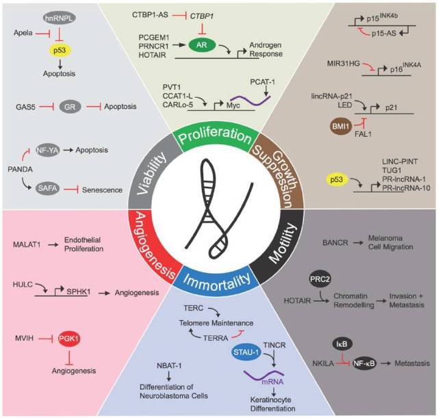 Lncrna作用机制 Lnr调控机制 作用 大山谷图库