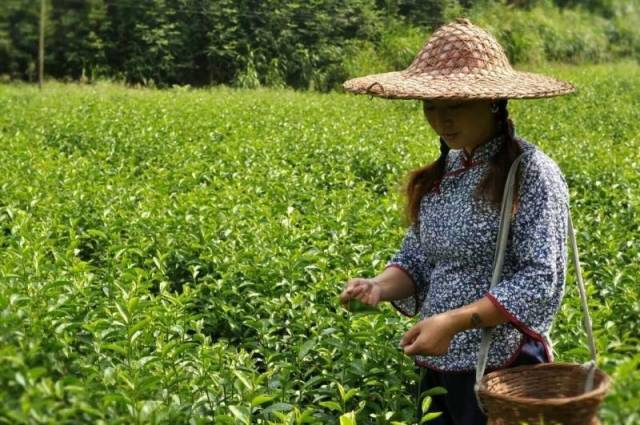 所以淘宝九块九亏本促销,父亲制茶我卖茶等等的