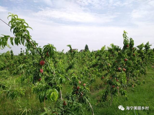 【吃货朋友圈】六月桃子季,又一新品种上市啦—红蜜脆桃