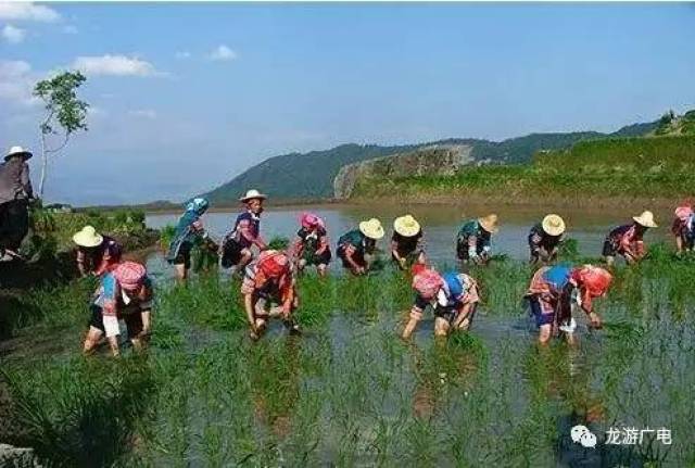 龙游乡土 | 开秧门,吃"种田子",这些最纯正的龙游农事