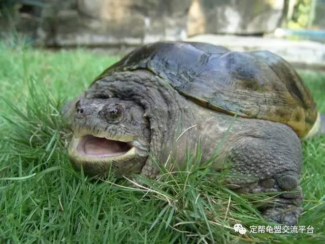 乌龟有舌头吗?_手机搜狐网