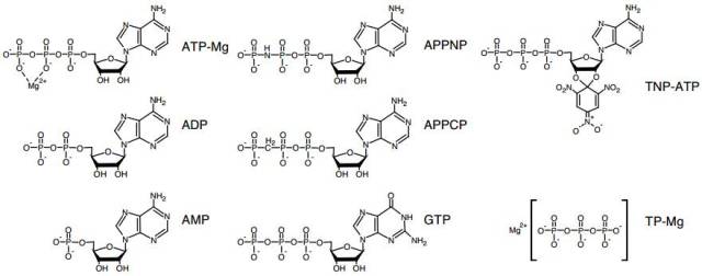 science: atp 的新功能——生物助溶剂