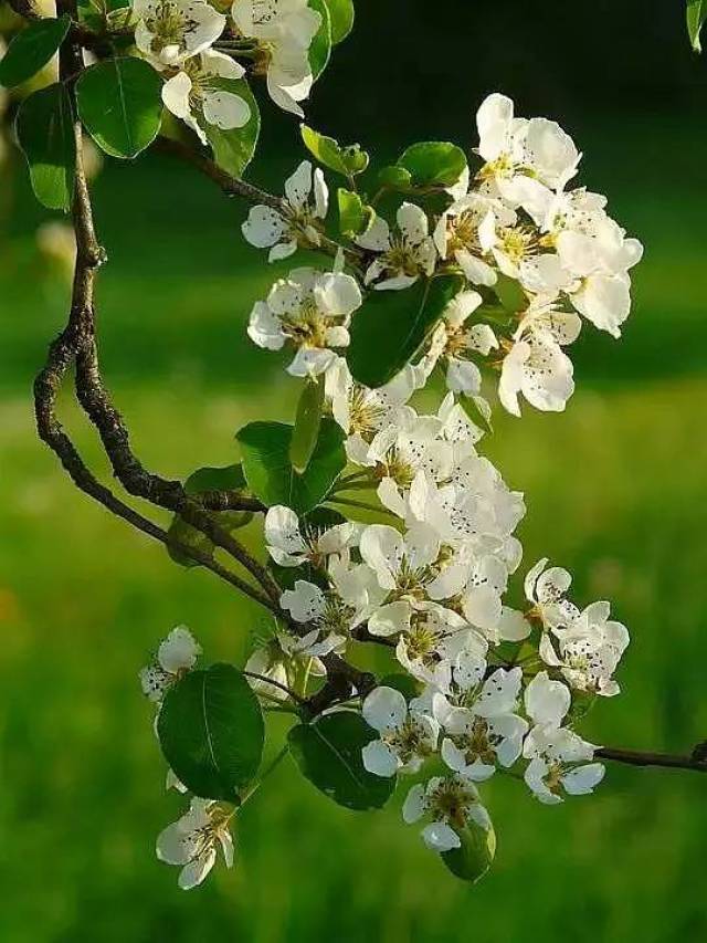 王炫凝《梨花飞》|梨花树下醉,琴香与你听