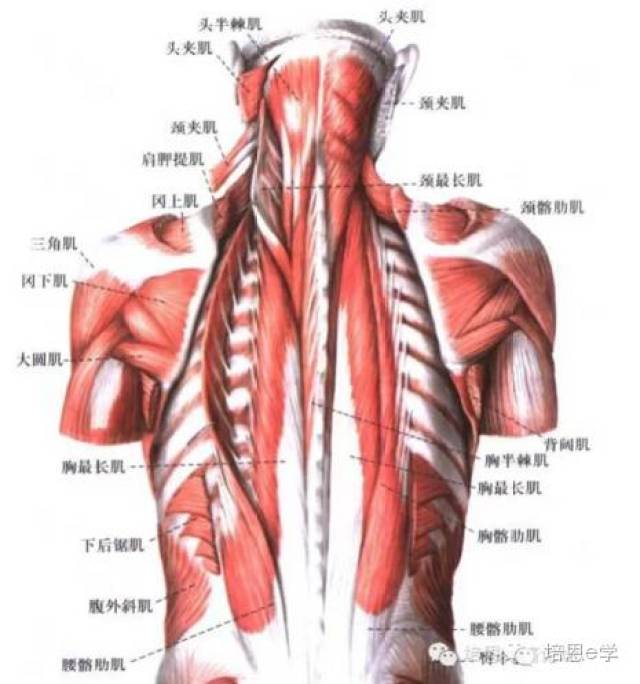 2,浅层肌肉:最长肌——髂肋肌——棘肌——后踞肌——腰方肌 ——臀大