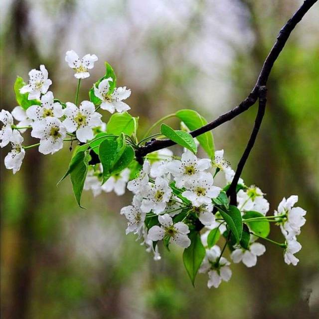 王炫凝《梨花飞》|梨花树下醉,琴香与你听