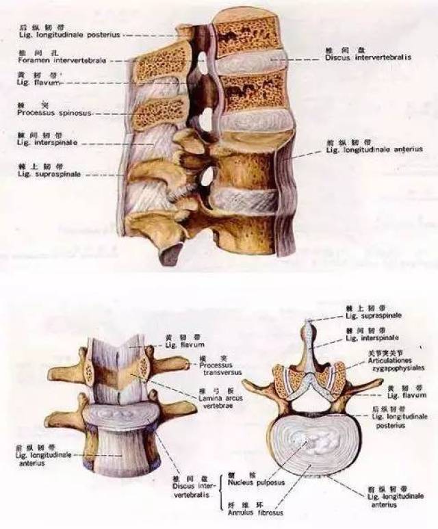 椎间盘有营养供应途径?