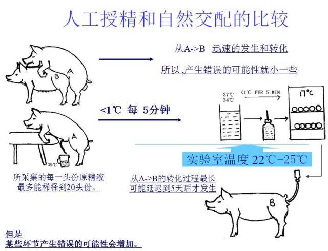 收藏最完整猪人工授精操作手册图文