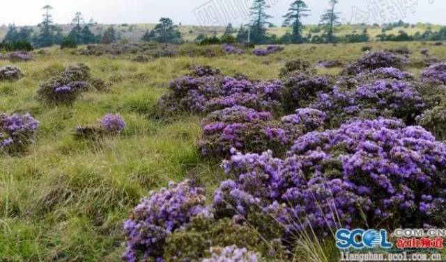 野生索玛花凉山境内普查出130多种 花期长达5个月(多图看花)