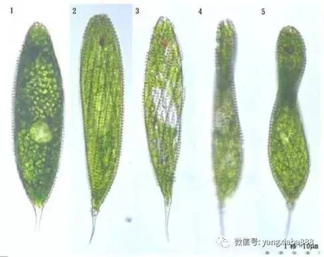 水产养殖池塘裸藻水华的特点,危害和调控方法