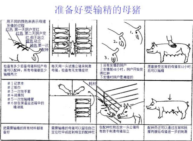 收藏最完整猪人工授精操作手册图文