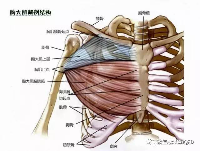 当胸肌收缩时, 肩关节会活动.