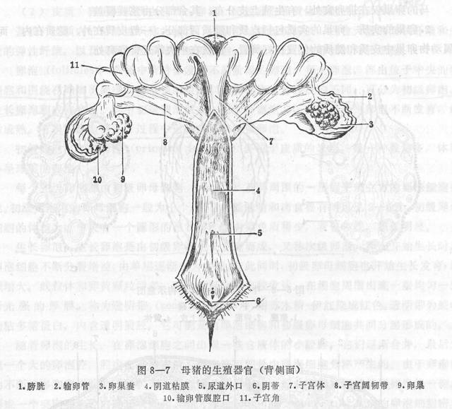 图文详解母猪的卵巢和子宫的奥秘没有更全的