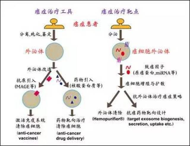 外泌体——癌症的"双刃剑"