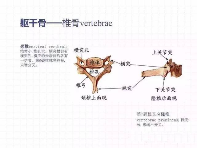 人体系统解剖学, 运动系统, 全身骨骼(教学视频)