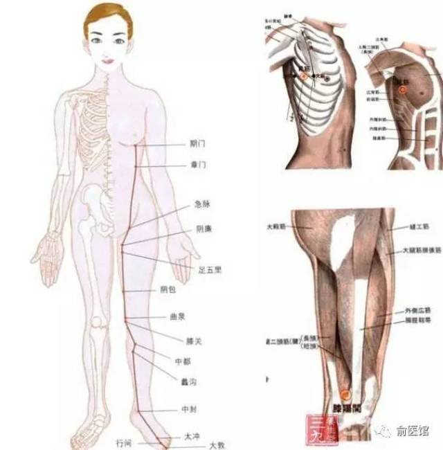 肝经这条线路上,我们说的囊肿类疾病,肿瘤类疾病极容易发生在: 甲状腺