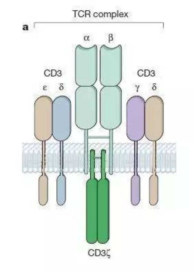 t细胞受体(tcr)结构(图片来源:《自然》)