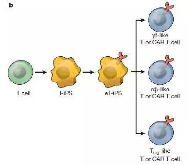 t细胞疗法进展如何了?