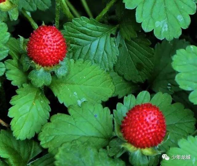 野外可食用植物及果实的认识