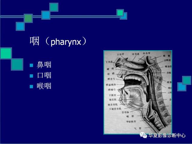 鼻咽与咽旁间隙的影像解剖