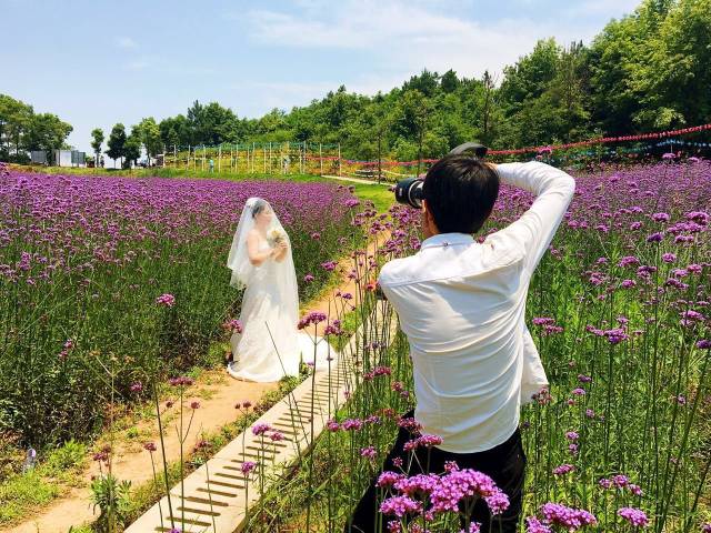 【衡阳】首届风车花海旅游节 10万风车 百万花海 千亩