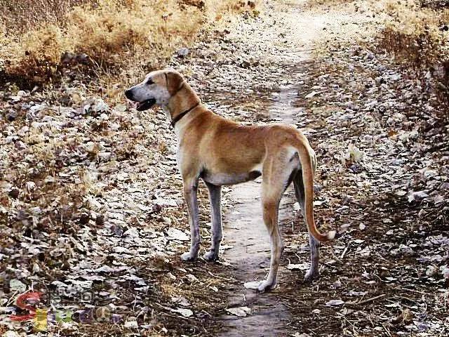 【国产猛犬巡礼】中华名猎——蒙古细犬