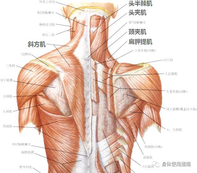后面: 头半脊肌 头夹肌&颈夹肌 肩胛提肌 斜方肌