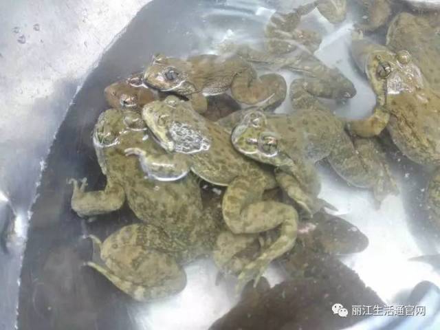 丽江首家棘胸蛙(石蚌)人工繁育养殖基地落户华坪县永兴乡