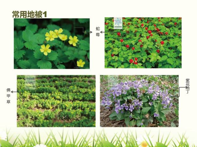 北方常用园林植物图谱