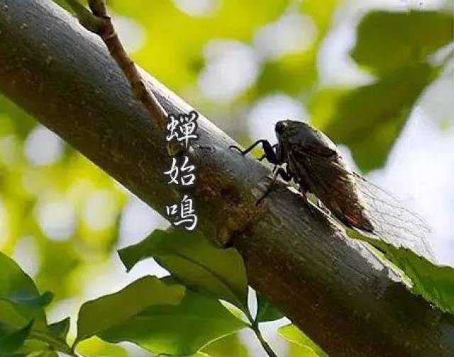 节气 今日夏至,这些你可能都还不知道!