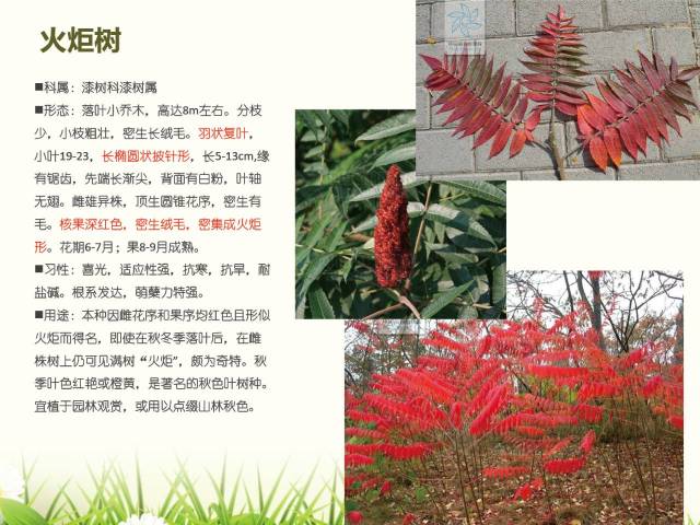 北方常用园林植物图谱