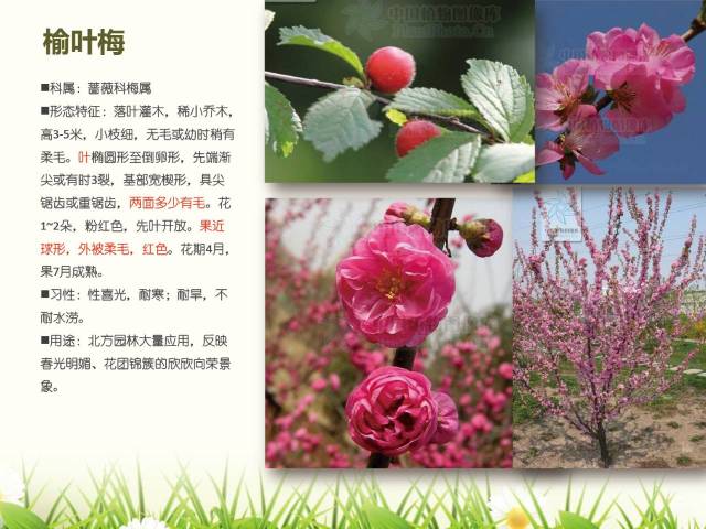 北方常用园林植物图谱