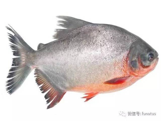 silver perch/银色贝氏石首鱼