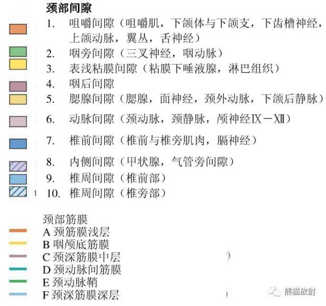 【颈部解剖】筋膜及筋膜间隙,断层解剖图谱